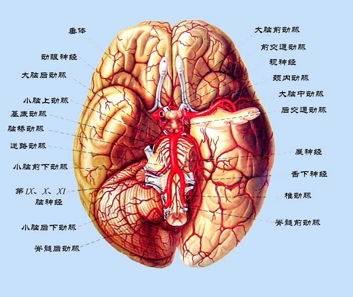 腦底部血管的實(shí)體解剖圖.jpg